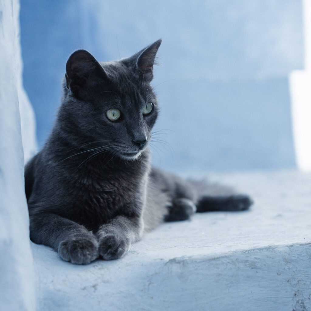 1736024568860-864365520-chat