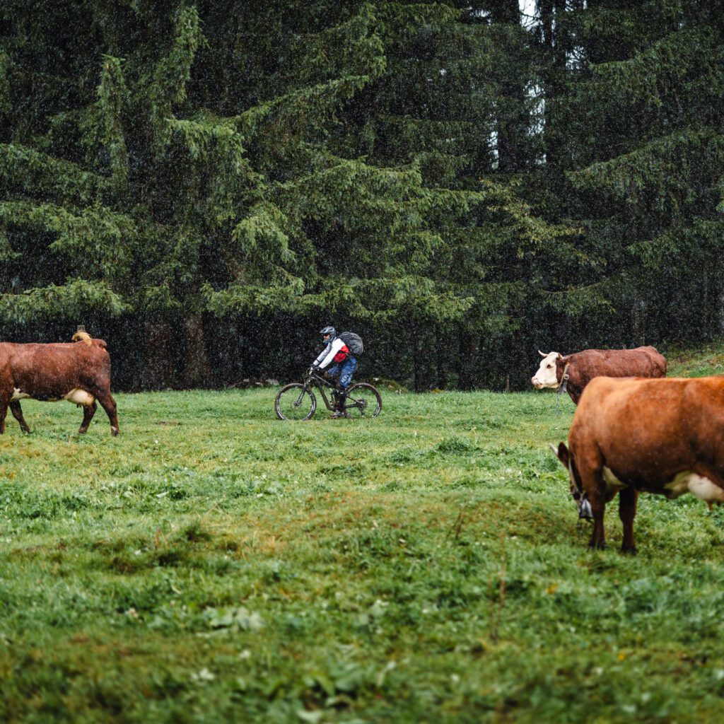 1736027116311-924754018